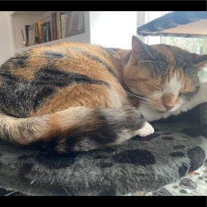 Meet your Posher, Abigail